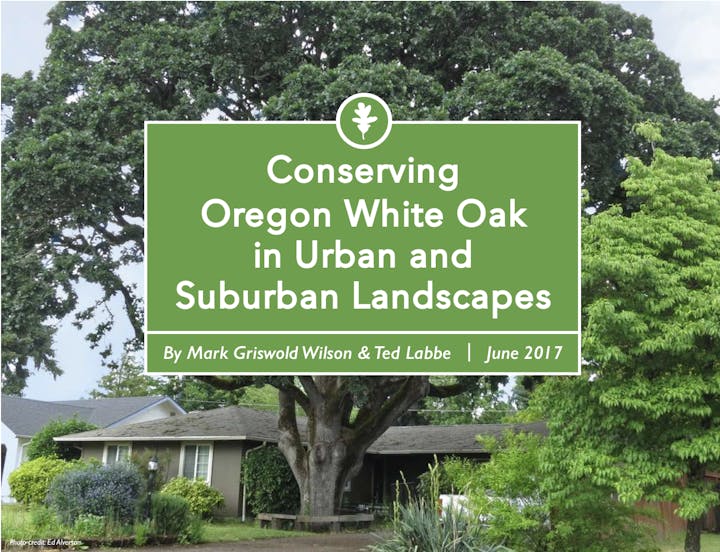 May contain: plant, tree, oak, sycamore, vegetation, grass, backyard, nature, outdoors, yard, neighborhood, tree trunk, architecture, building, cottage, house, housing, land, and woodland