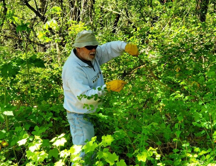 May contain: plant, vegetation, garden, nature, outdoors, herbal, herbs, jungle, green, gardening, land, tree, woodland, leaf, clothing, glove, person, and gardener