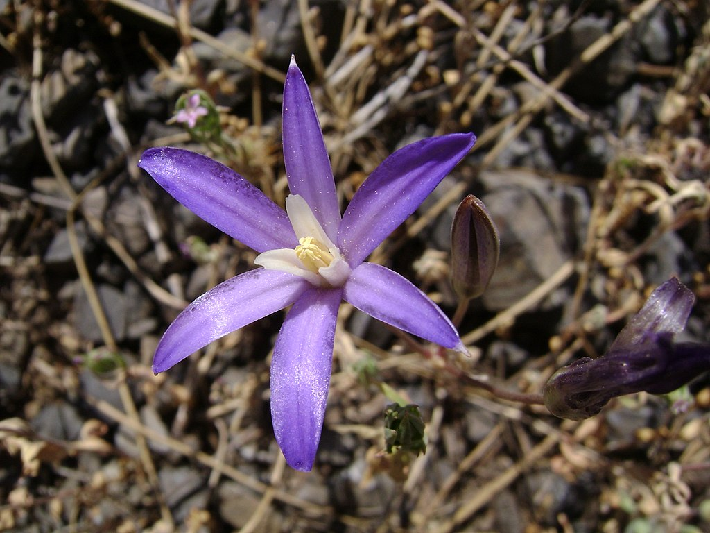 May contain: flower, plant, purple, petal, iris, and geranium