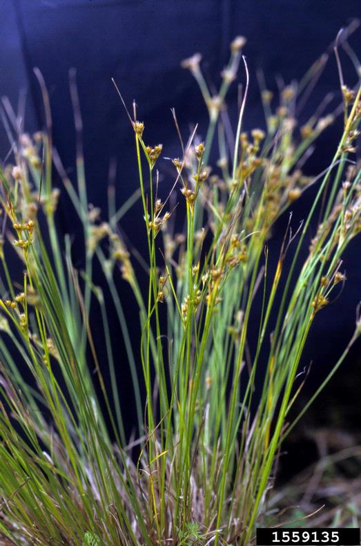 May contain: grass, plant, moss, vegetation, and agropyron
