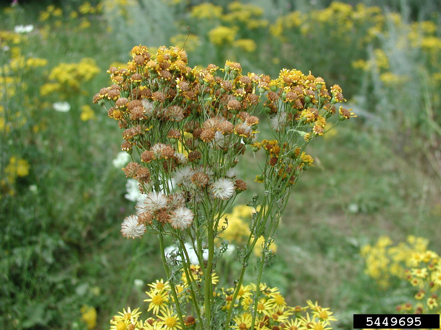 May contain: daisy, flower, plant, grass, pollen, vegetation, apiaceae, herbal, and herbs