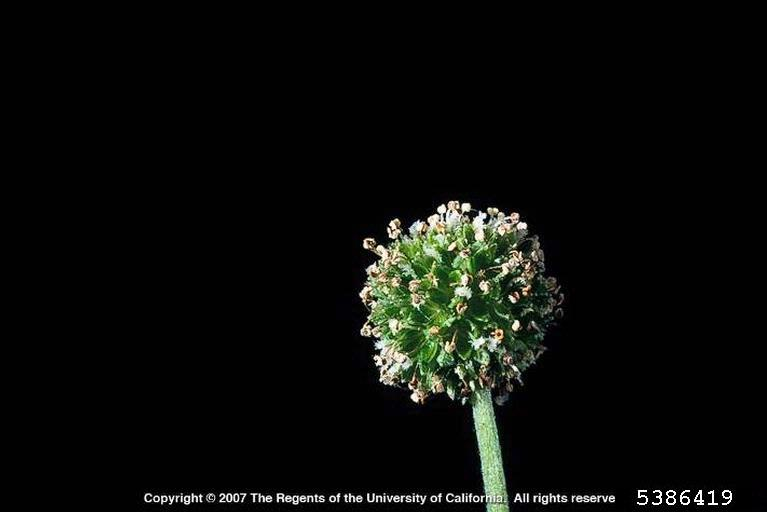 May contain: flower, plant, bud, sprout, and apiaceae