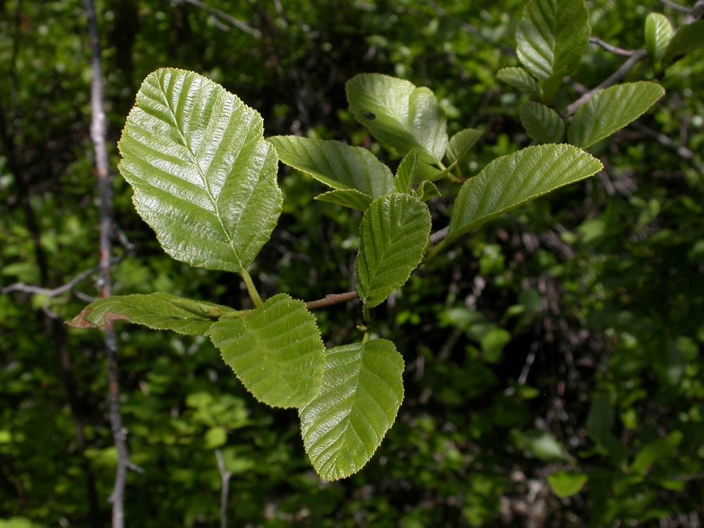 Close-up of glossy, green leaves on a branch with a blurred background.