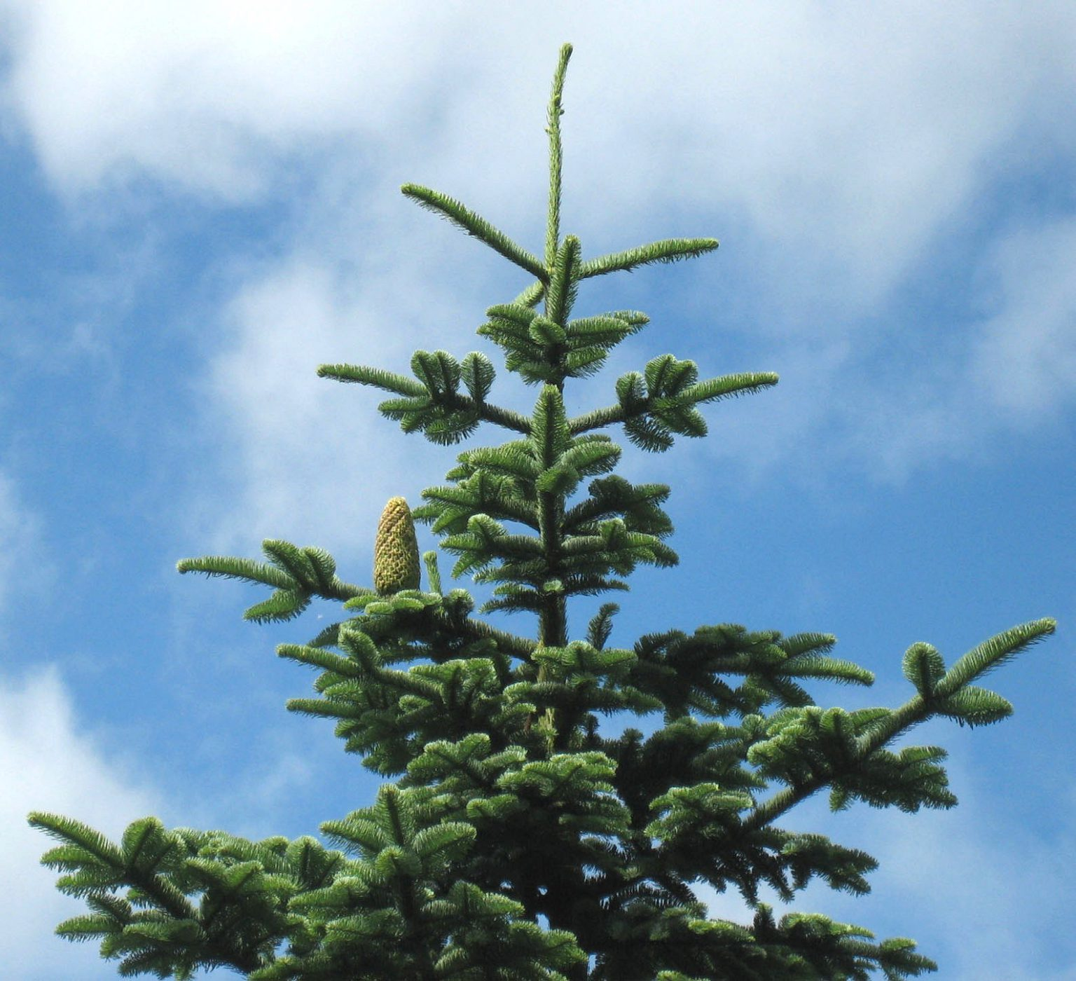 May contain: plant, tree, fir, pine, conifer, and vegetation