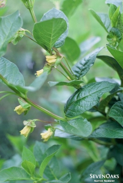 May contain: leaf, plant, herbal, herbs, flower, vegetation, acanthaceae, and petal