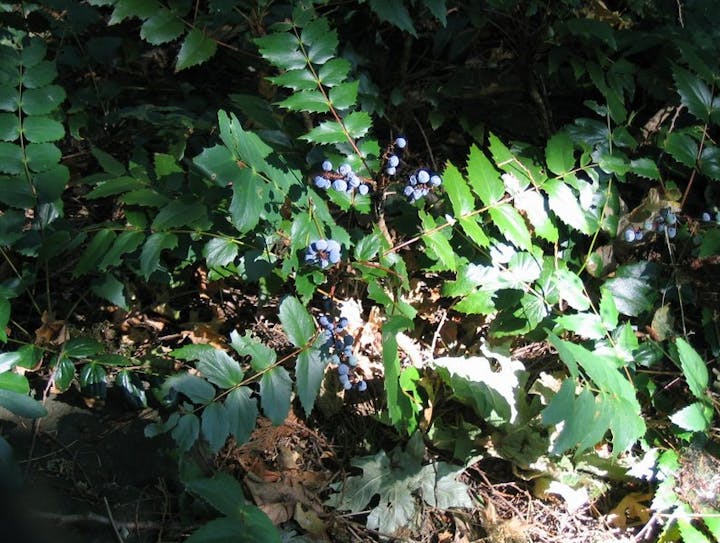 May contain: berry, blueberry, food, fruit, plant, produce, leaf, and vegetation