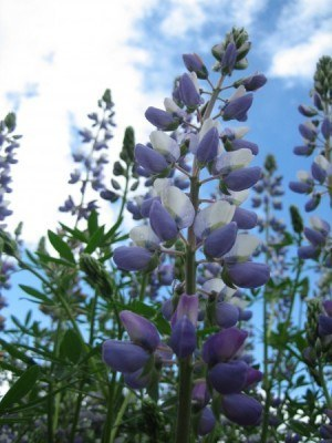 May contain: flower, lupin, plant, and petal