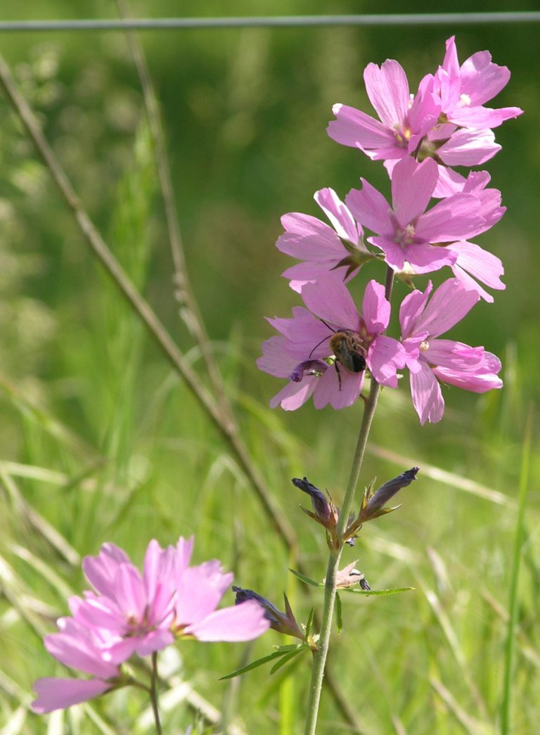 May contain: flower, petal, plant, geranium, purple, daisy, anther, anemone, animal, apidae, bee, insect, and invertebrate