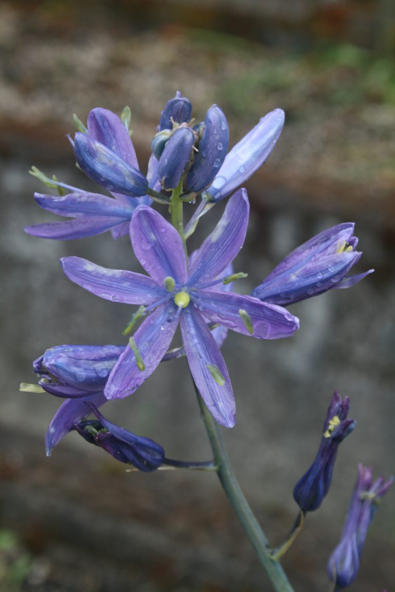 May contain: flower, plant, petal, geranium, iris, and anther