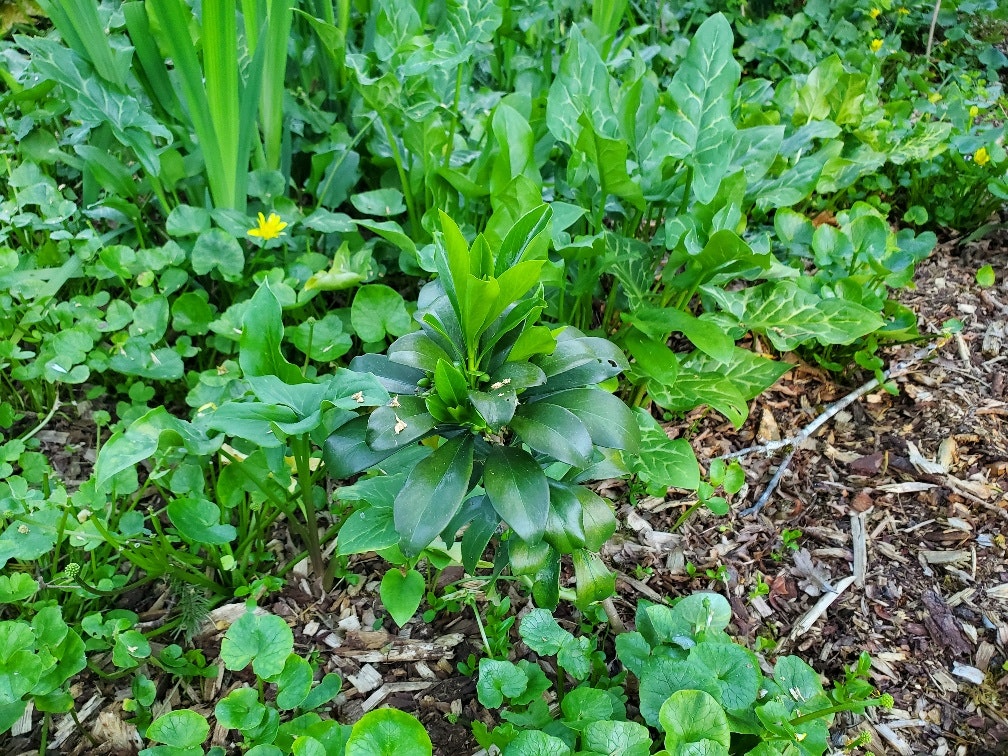 The image features a lush garden with various leafy plants, including a central green plant surrounded by smaller greens.
