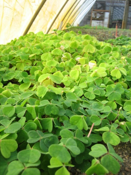 May contain: leaf, plant, garden, nature, outdoors, gardening, herbal, herbs, green, and vegetation