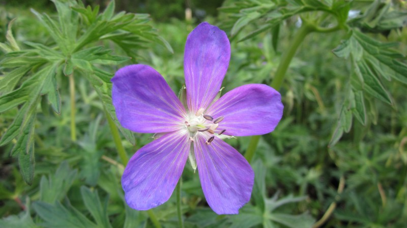 May contain: flower, geranium, plant, purple, petal, anemone, and anther