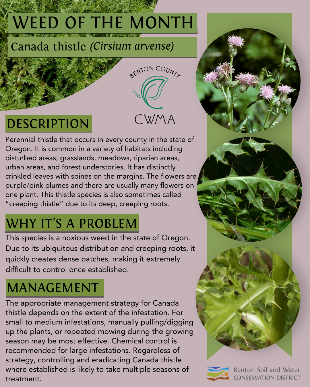 The image discusses Canada thistle, its identification, why it's a problem in Oregon, and management strategies to control it.