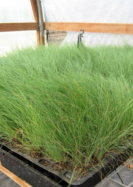 May contain: grass, plant, and vegetation