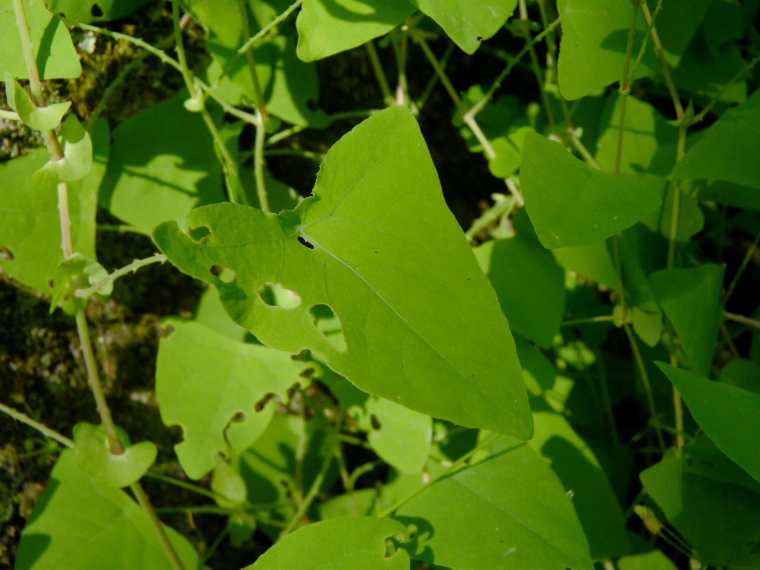 May contain: leaf, plant, green, vine, and vegetation