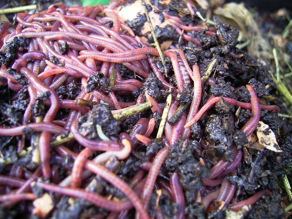 A mass of earthworms in dark, moist soil.
