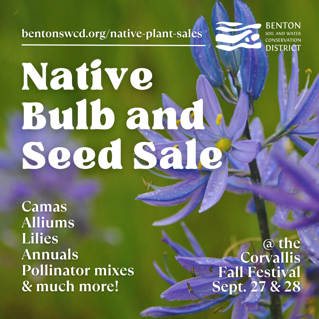 Native Bulb and Seed Sale at Corvallis Fall Festival, Sept. 27 & 28. Featuring camas, alliums, lilies, and pollinator mixes.