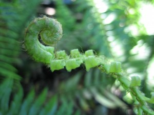 May contain: fern, plant, spiral, animal, reptile, snake, and coil