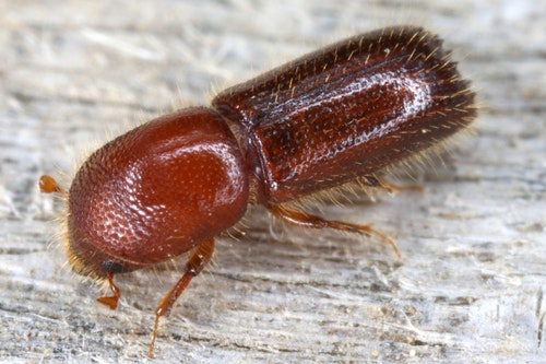 Close-up of a small brown beetle on a wooden surface.