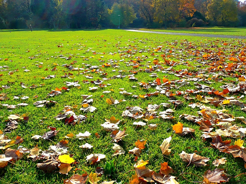 A grassy field with scattered fallen autumn leaves.