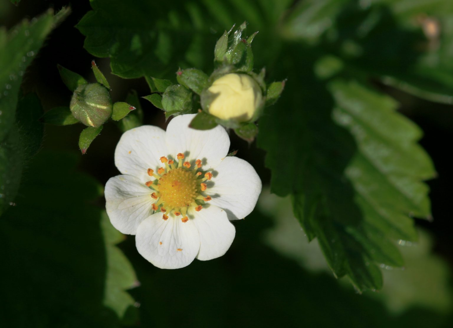 May contain: plant, pollen, flower, geranium, anemone, petal, anther, leaf, and rose