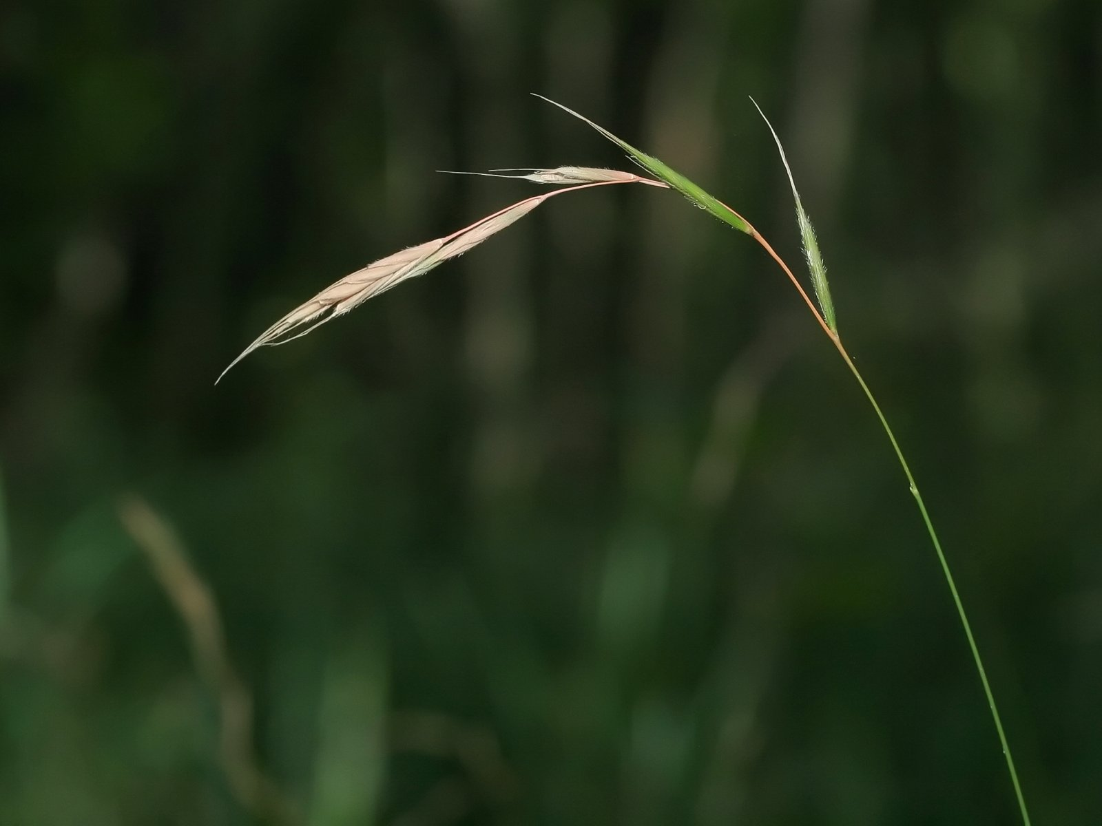 May contain: grass, plant, reed, and vegetation