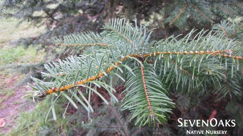 May contain: plant, tree, fir, pine, conifer, and vegetation