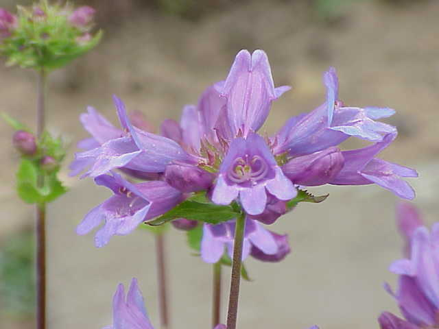 May contain: flower, plant, petal, purple, anther, and geranium