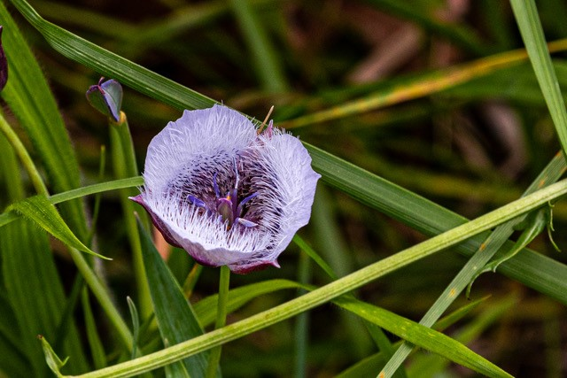 May contain: flower, plant, petal, anther, anemone, acanthaceae, and purple