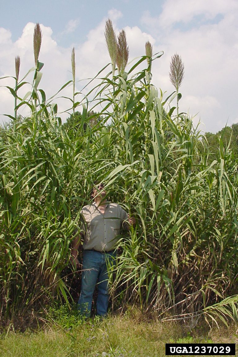 May contain: plant, vegetation, reed, grass, adult, male, man, person, clothing, jeans, pants, and field