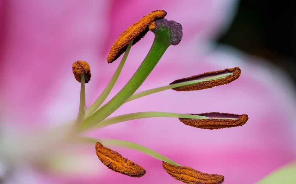 Close-up of a flower's stamen and pistil with vibrant pink petals in the background.