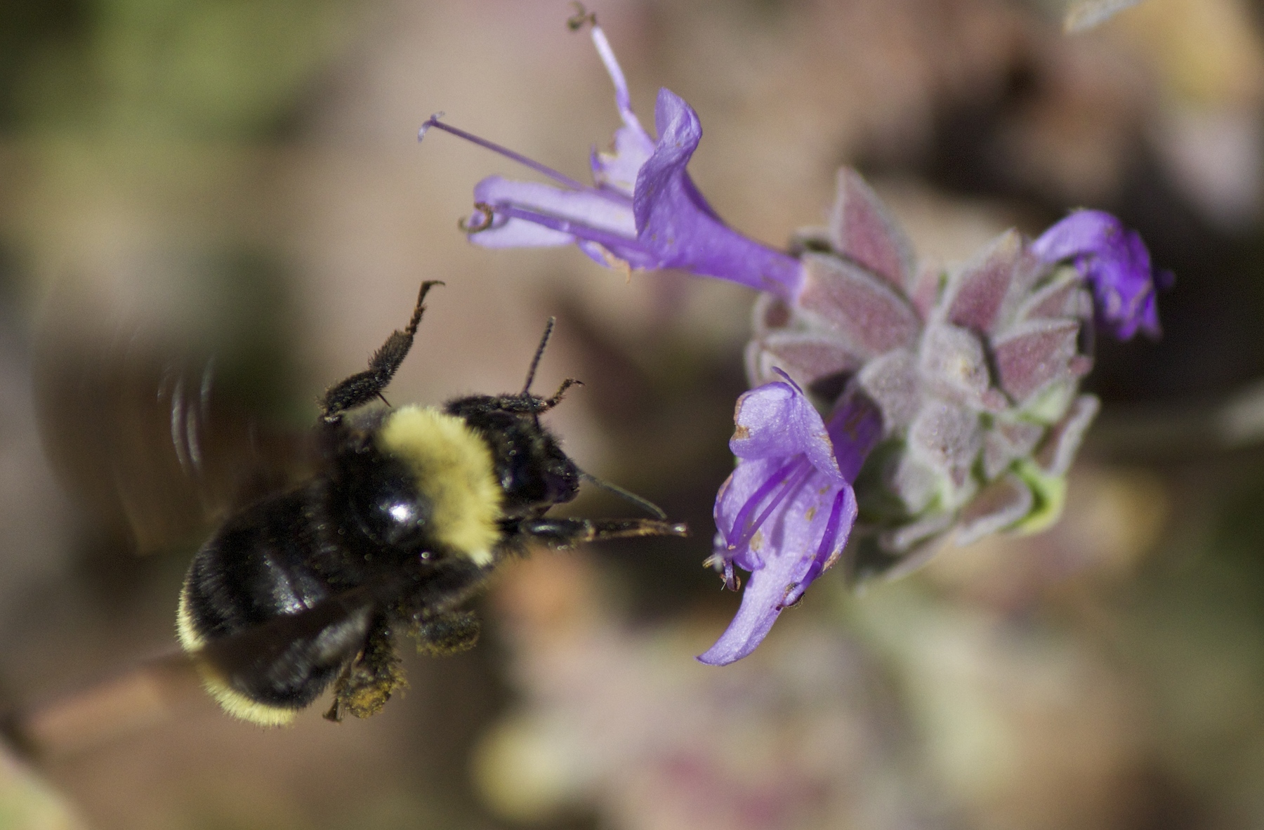 May contain: animal, apidae, bee, insect, invertebrate, bumblebee, honey bee, flower, and plant