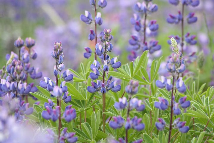May contain: flower, lupin, plant, petal, and purple