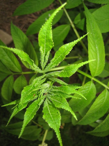 May contain: leaf, plant, herbal, herbs, and hemp