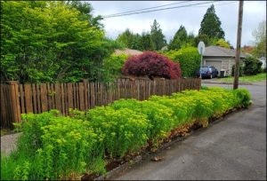 May contain: garden, nature, outdoors, backyard, yard, fence, hedge, plant, vegetation, grass, tree, and landscape