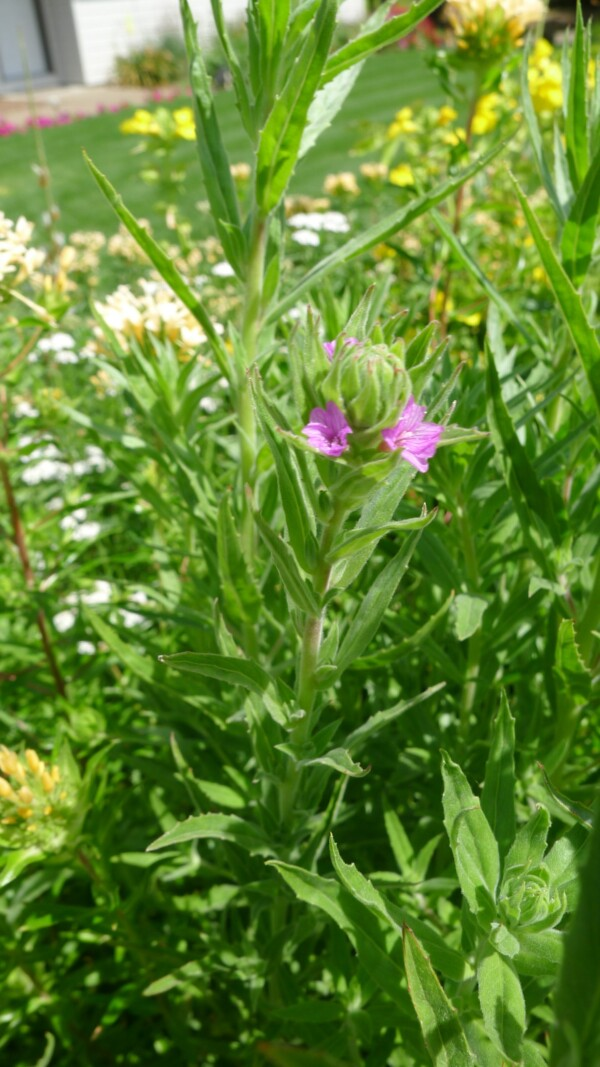 May contain: herbal, herbs, plant, bud, flower, sprout, daisy, vegetation, purple, grass, leaf, and petal