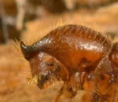 Close-up of a spiny brown beetle with fine hairs on its back.