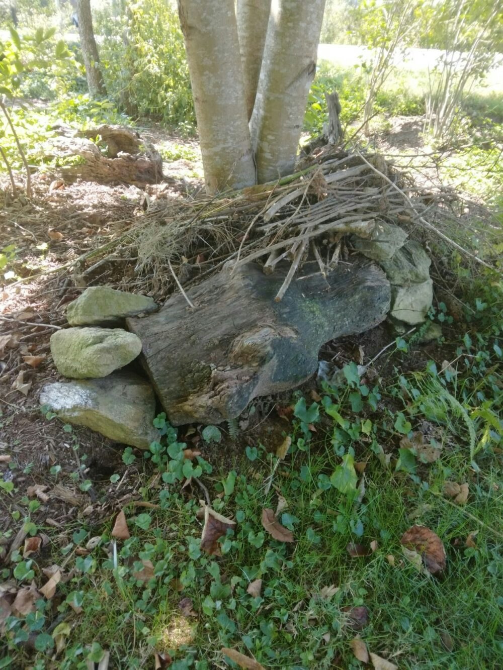 A pile of sticks and rocks arranged at the base of a tree in a wooded, grassy area.