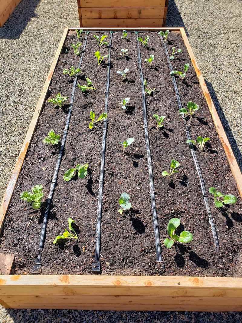 Raised garden bed with young plants and drip irrigation system.