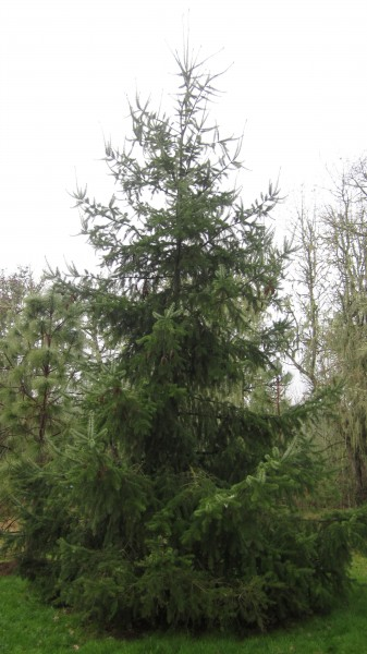 May contain: plant, tree, conifer, fir, and spruce