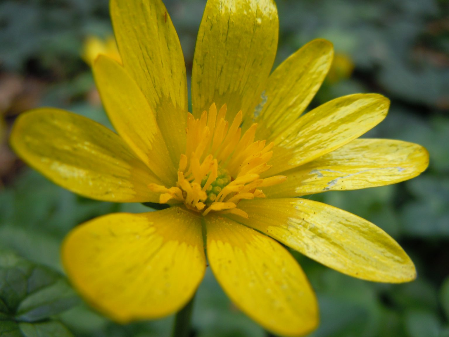 May contain: plant, pollen, flower, petal, geranium, and daisy