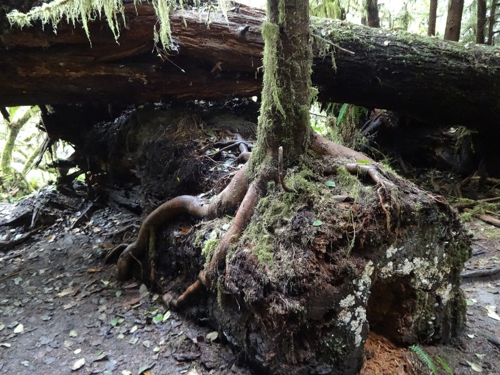 A tree with exposed roots growing over a large fallen log in a forest setting.
