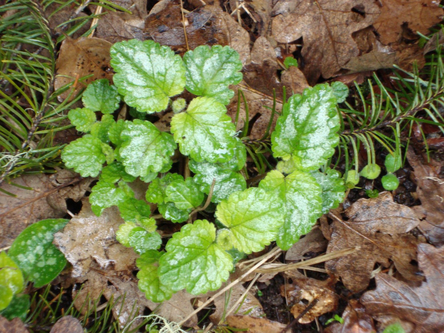 May contain: herbal, herbs, leaf, plant, soil, vegetation, tree, green, and mint