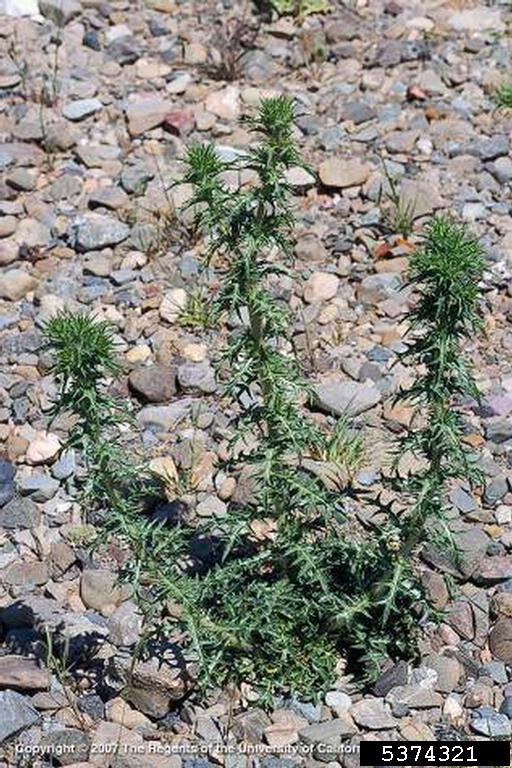 May contain: grass, plant, amaranthaceae, and flower