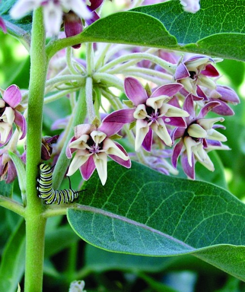 May contain: leaf, plant, flower, petal, animal, insect, and invertebrate
