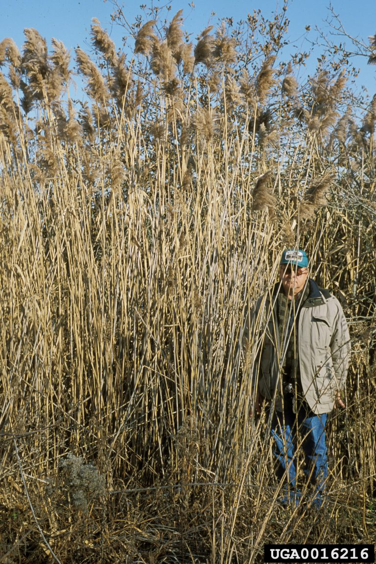 May contain: plant, reed, vegetation, adult, male, man, person, and grass