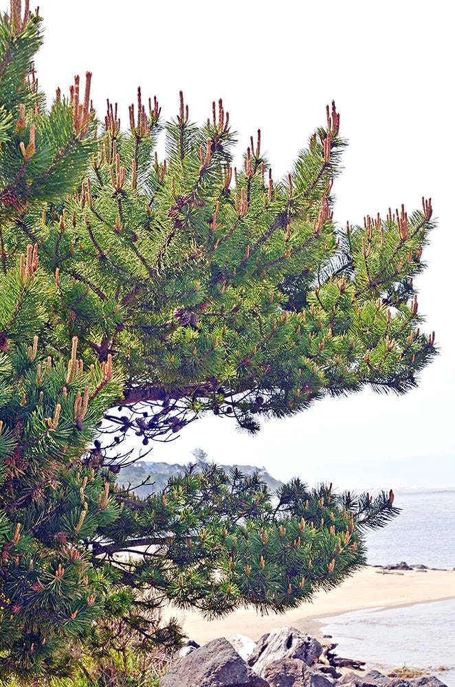 A pine tree with cones by a rocky beach.
