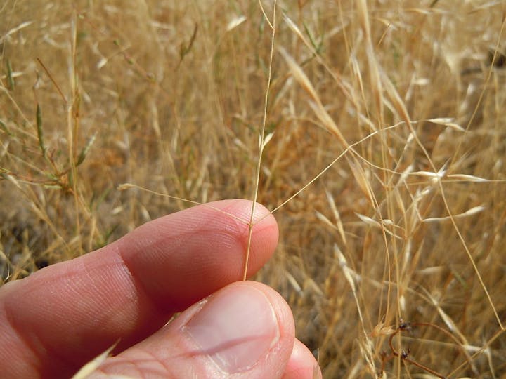 May contain: body part, finger, grass, hand, person, plant, and vegetation