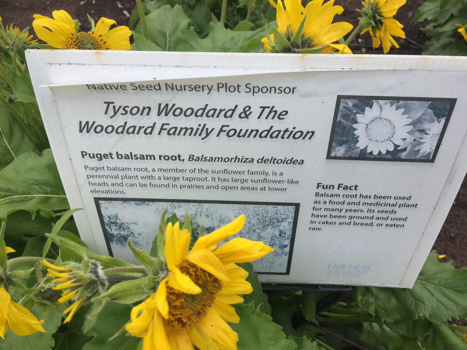 May contain: herbal, herbs, plant, daisy, flower, petal, sunflower, vegetation, advertisement, business card, paper, and text