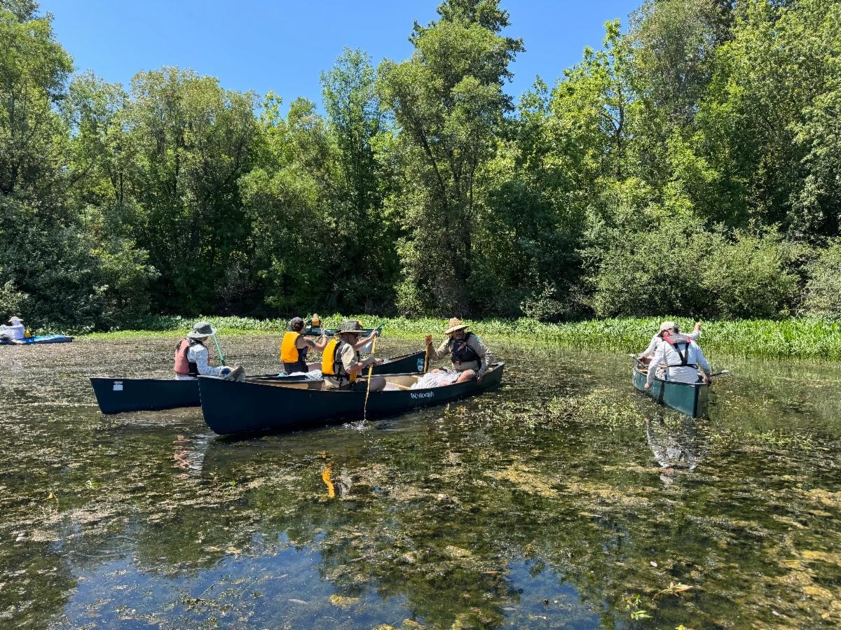 People canoeing in a lush green area, surrounded by trees, on a sunny day. Various canoes are seen on calm waters.